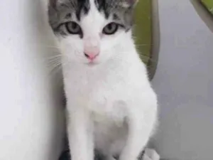 Gato raça SRD-ViraLata idade 2 a 6 meses nome LULU
