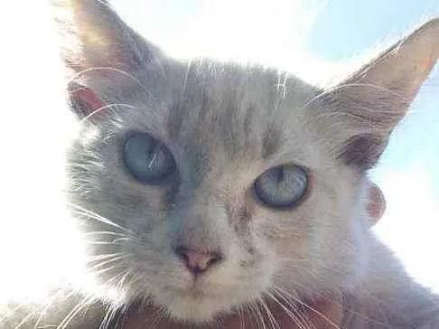 Gato ra a SRD idade 2 a 6 meses nome ...