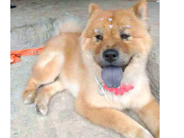 Cachorro ra a Chow chow idade 4 anos nome Lilica 