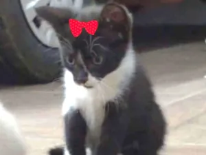 Gato raça SRD idade 2 a 6 meses nome Bia 