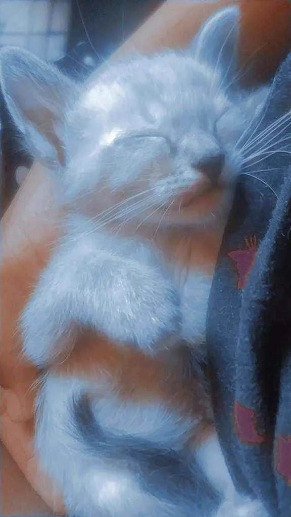 Gato ra a Raça não definida  idade Abaixo de 2 meses nome ...