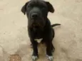Bolota