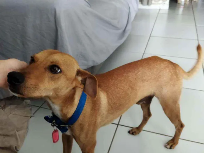 Cachorro ra a viralata idade 1 ano nome Bolt