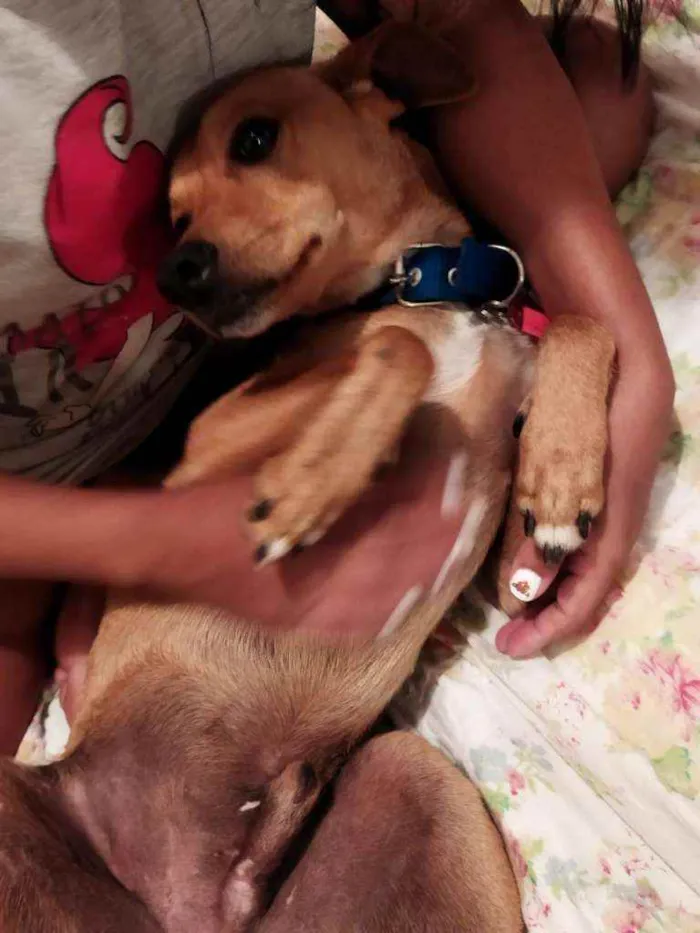 Cachorro ra a viralata idade 1 ano nome Bolt