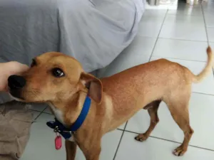 Cachorro raça viralata idade 1 ano nome Bolt