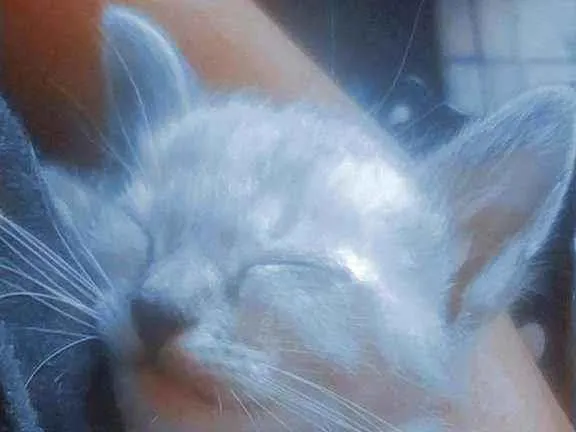 Gato ra a Raça não definida  idade Abaixo de 2 meses nome ...