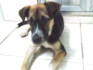 Cachorro raça Vira  lata idade 2 a 6 meses nome Susy