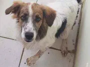 Cachorro raça  idade 2 a 6 meses nome Kiara