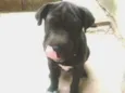 Bolota