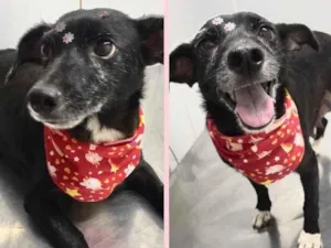 Cachorro raça Srd idade 3 anos nome Ceci 