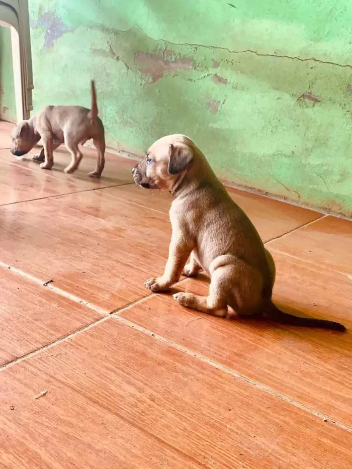 Cachorro ra a Pitbull com vira lata  idade Abaixo de 2 meses nome Não tem 