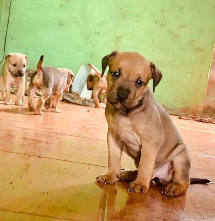 Cachorro ra a Pitbull com vira lata  idade Abaixo de 2 meses nome Não tem 