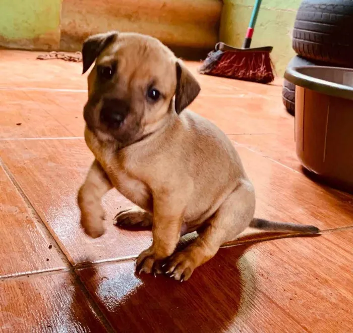 Cachorro ra a Pitbull com vira lata  idade Abaixo de 2 meses nome Não tem 