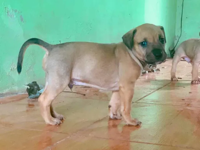 Cachorro ra a Pitbull com vira lata  idade Abaixo de 2 meses nome Não tem 