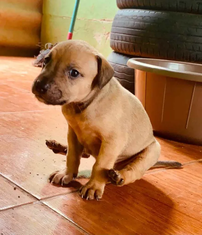 Cachorro ra a Pitbull com vira lata  idade Abaixo de 2 meses nome Não tem 