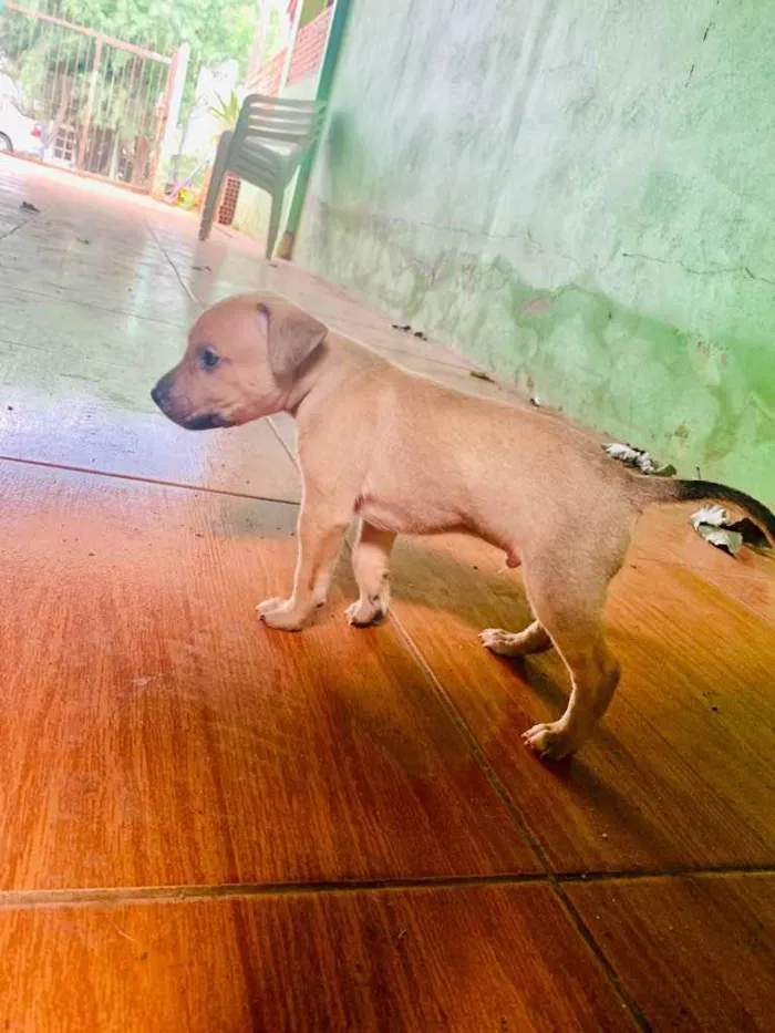 Cachorro ra a Pitbull com vira lata  idade Abaixo de 2 meses nome Não tem 