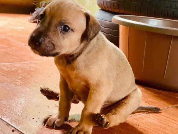 Cachorro ra a Pitbull com vira lata  idade Abaixo de 2 meses nome Não tem 