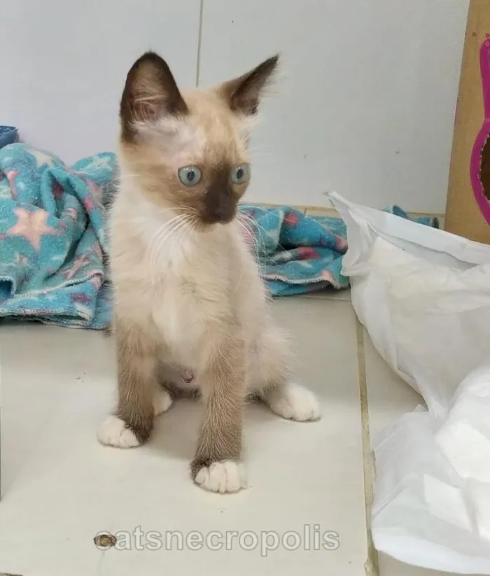 Gato raça srd idade 2 a 6 meses nome Filhote castrada