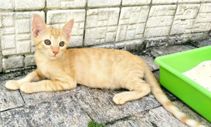 Gato raça srd idade 2 a 6 meses nome amarelo