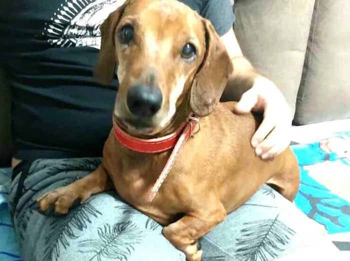 Cachorro raça Dachshund  idade 5 anos nome Phaco 