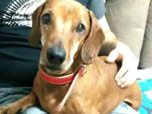Cachorro raça Dachshund  idade 5 anos nome Phaco 