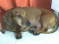 Cachorro raça Dachshund  idade 5 anos nome Phaco 
