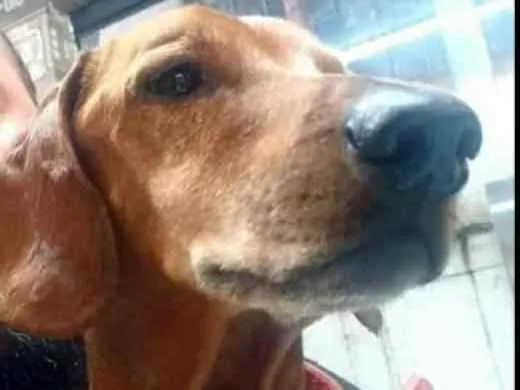 Cachorro raça Dachshund  idade 5 anos nome Phaco 