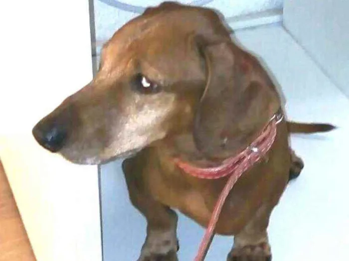 Cachorro raça Dachshund  idade 5 anos nome Phaco 