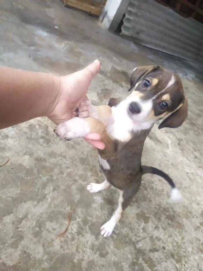 Cachorro ra a Vira lata idade 2 a 6 meses nome Cacau