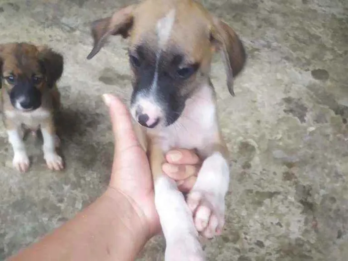 Cachorro ra a Vira lata idade  nome Sem nome