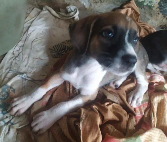 Cachorro ra a Vira lata idade Abaixo de 2 meses nome Sem nome