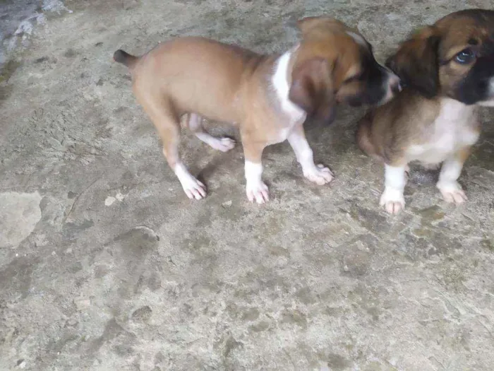 Cachorro ra a Vira lata idade Abaixo de 2 meses nome Sem nome