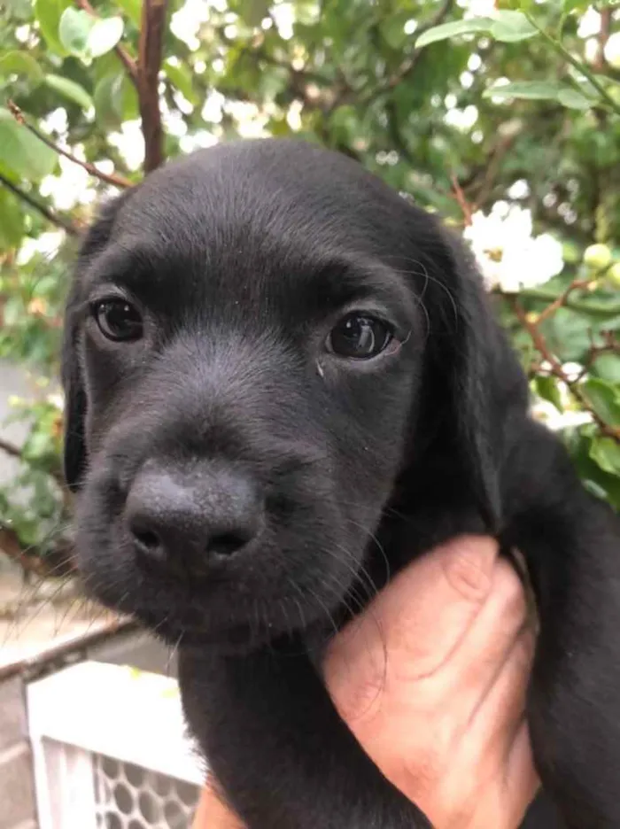 Cachorro raça Sem Raça Definida idade Abaixo de 2 meses nome Sem nome
