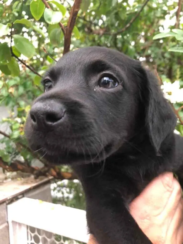 Cachorro raça Sem Raça Definida idade Abaixo de 2 meses nome Sem nome