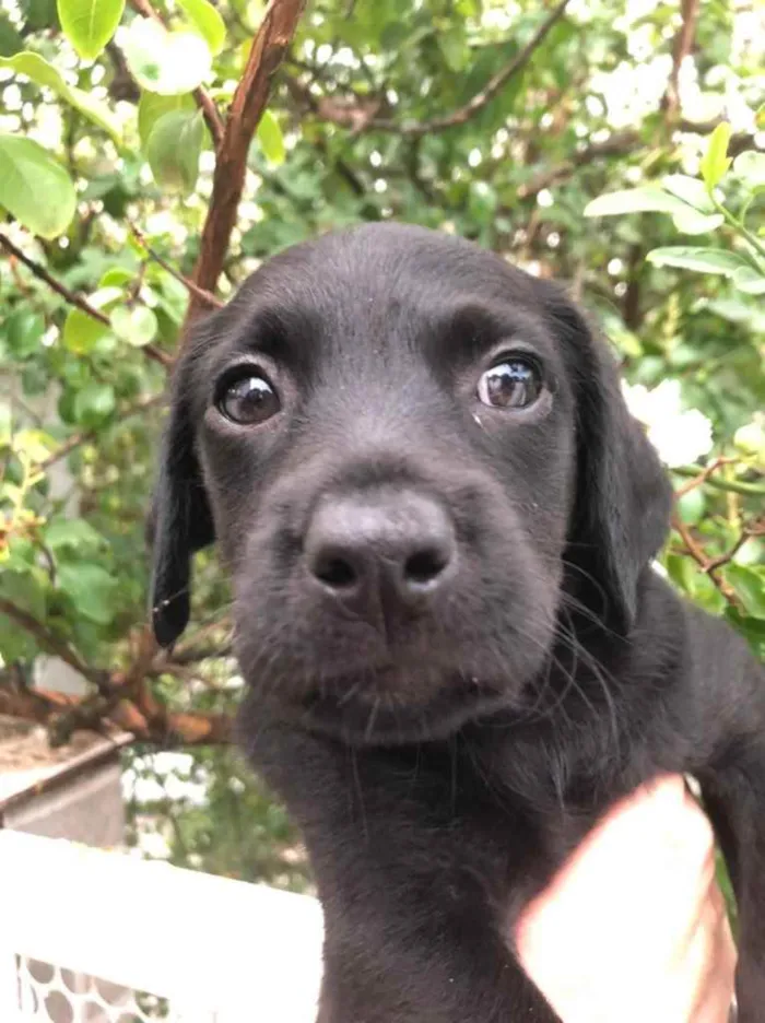 Cachorro raça Sem Raça Definida idade Abaixo de 2 meses nome Sem nome