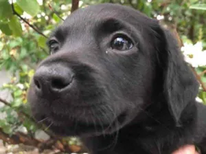 Cachorro raça Sem Raça Definida idade Abaixo de 2 meses nome Sem nome