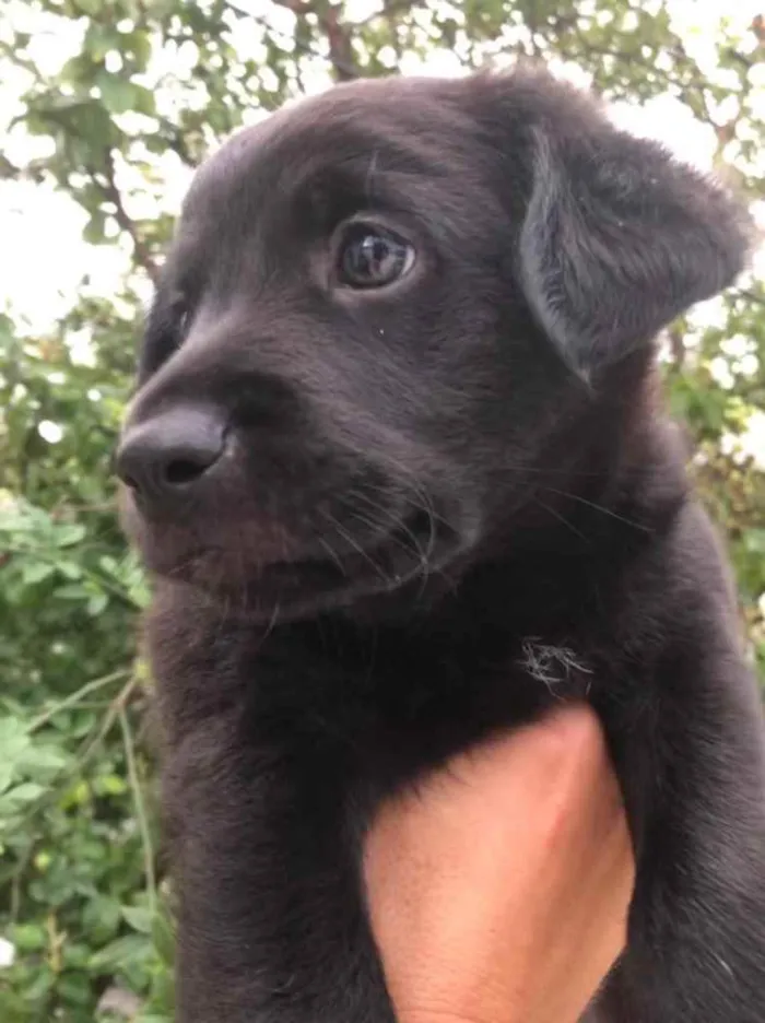 Cachorro raça Sem Raça Definida idade Abaixo de 2 meses nome Sem nome