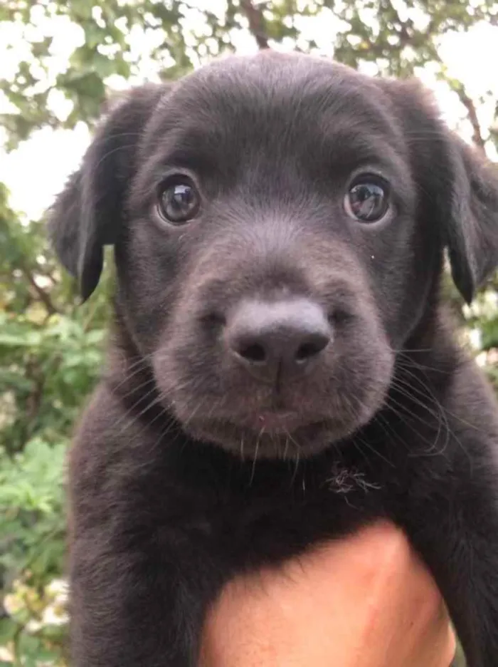 Cachorro raça Sem Raça Definida idade Abaixo de 2 meses nome Sem nome