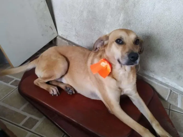 Cachorro ra a Mix de labradora idade 2 anos nome Olívia