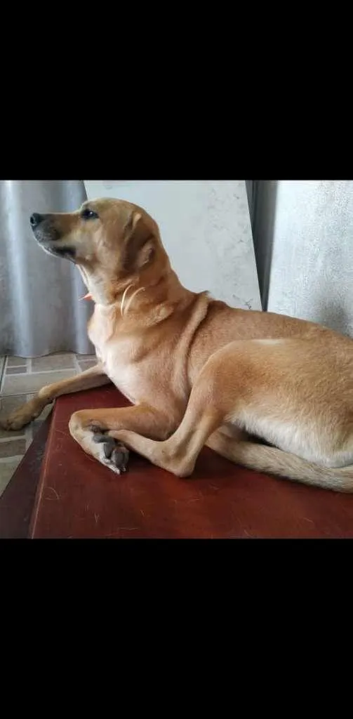 Cachorro ra a Mix de labradora idade 2 anos nome Olívia