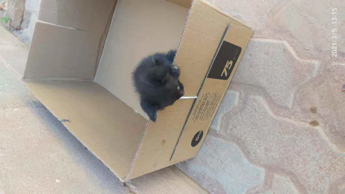 Gato raça SRD idade Abaixo de 2 meses nome Sem nome