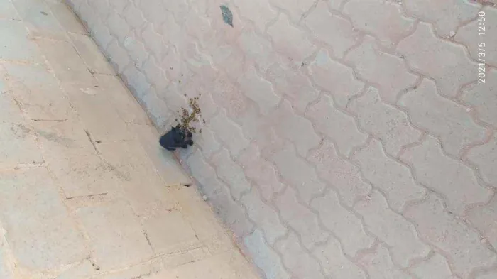 Gato raça SRD idade Abaixo de 2 meses nome Sem nome