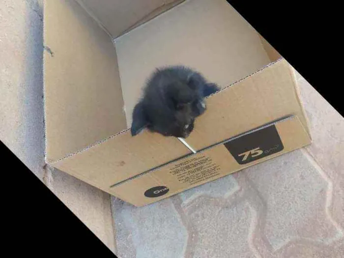 Gato raça SRD idade Abaixo de 2 meses nome Sem nome