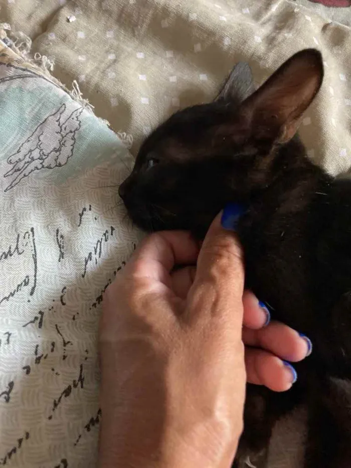 Gato ra a Srd idade Abaixo de 2 meses nome Banguela