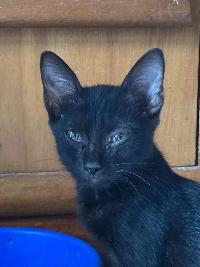 Gato ra a Srd idade Abaixo de 2 meses nome Banguela