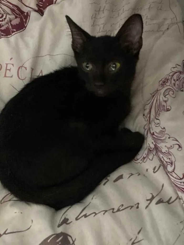 Gato ra a Srd idade Abaixo de 2 meses nome Banguela