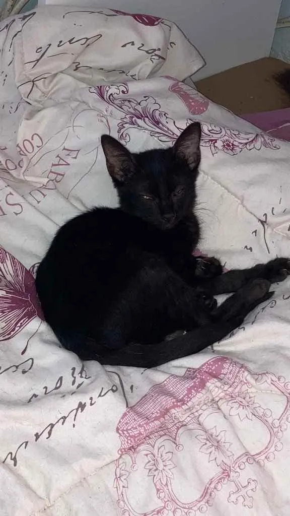 Gato ra a Srd idade Abaixo de 2 meses nome Banguela