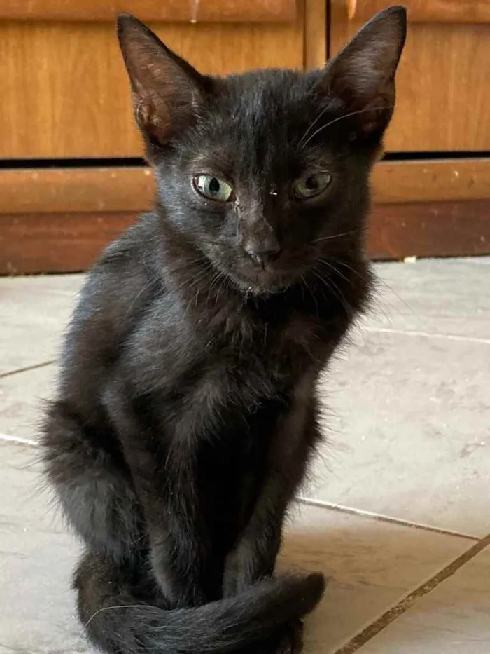 Gato ra a Srd idade Abaixo de 2 meses nome Banguela