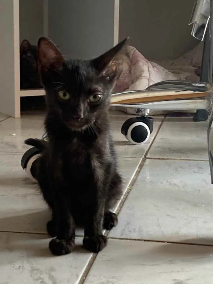 Gato ra a Srd idade Abaixo de 2 meses nome Banguela