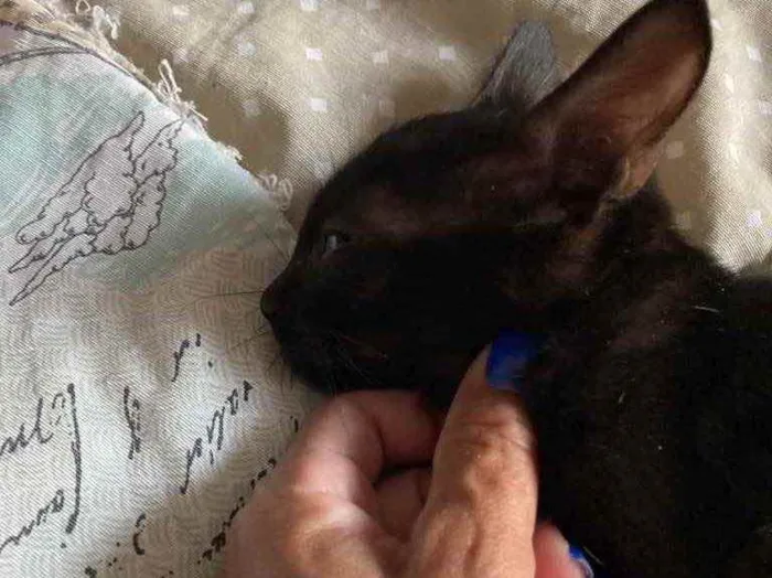 Gato ra a Srd idade Abaixo de 2 meses nome Banguela